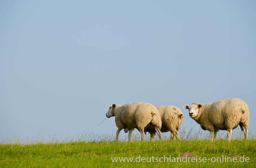 Ostfriesland - mit Deichen und Schafen